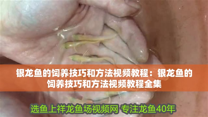 銀龍魚的飼養技巧和方法視頻教程：銀龍魚的飼養技巧和方法視頻教程全集