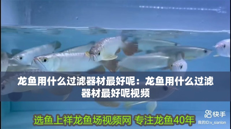 龍魚用什么過濾器材最好呢：龍魚用什么過濾器材最好呢視頻