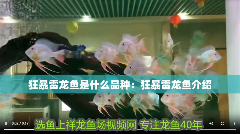 狂暴雷龍魚是什么品種:狂暴雷龍魚介紹 水族問答 狂暴雷龍魚是什么品種:狂暴雷龍魚介紹 狂暴雷龍魚是什么品種:狂暴雷龍魚介紹 水族問答