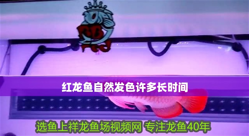 紅龍魚自然發色許多長時間 紅龍魚自然發色許多長時間 龍魚百科 第3張