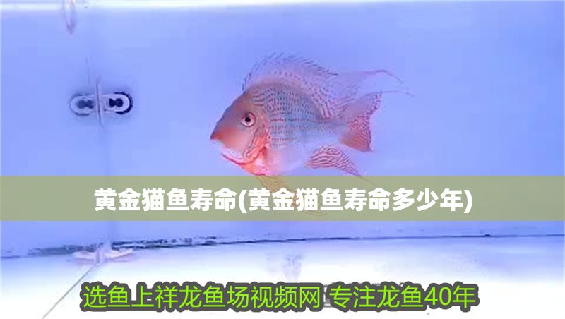 黃金貓魚壽命(黃金貓魚壽命多少年) 黃金貓魚百科 第1張 黃金貓魚壽命(黃金貓魚壽命多少年) 黃金貓魚壽命(黃金貓魚壽命多少年) 黃金貓魚百科 第1張