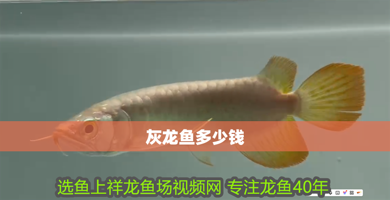 灰龍魚多少錢