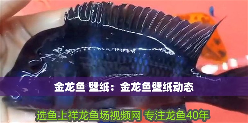 金龍魚 壁紙：金龍魚壁紙動態