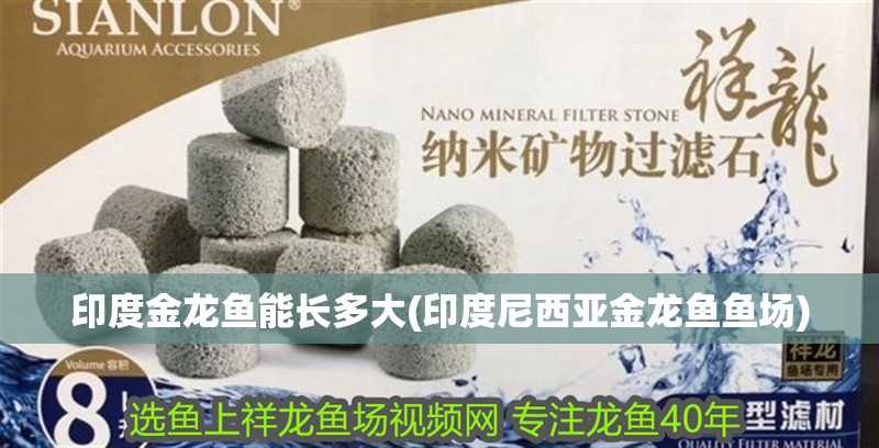 印度金龍魚能長多大(印度尼西亞金龍魚魚場)