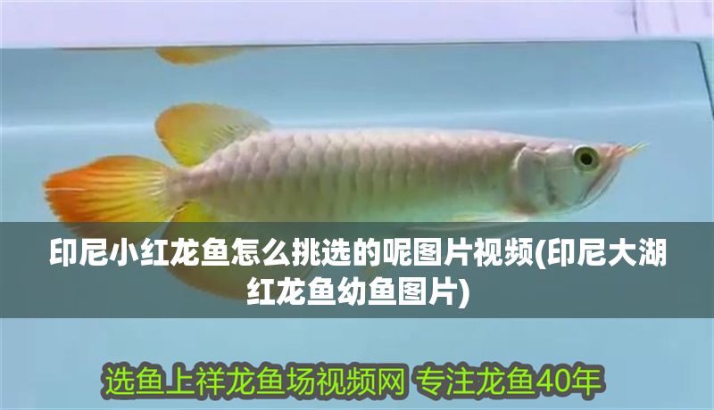 印尼小紅龍魚怎么挑選的呢圖片視頻(印尼大湖紅龍魚幼魚圖片)