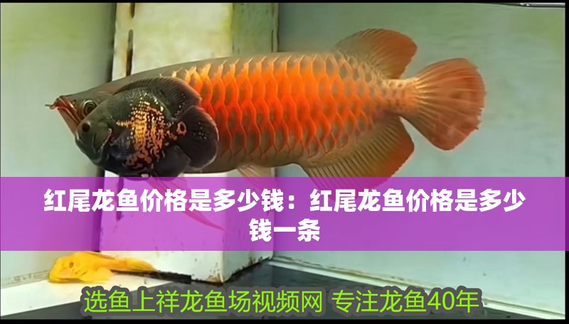 紅尾龍魚價格是多少錢：紅尾龍魚價格是多少錢一條