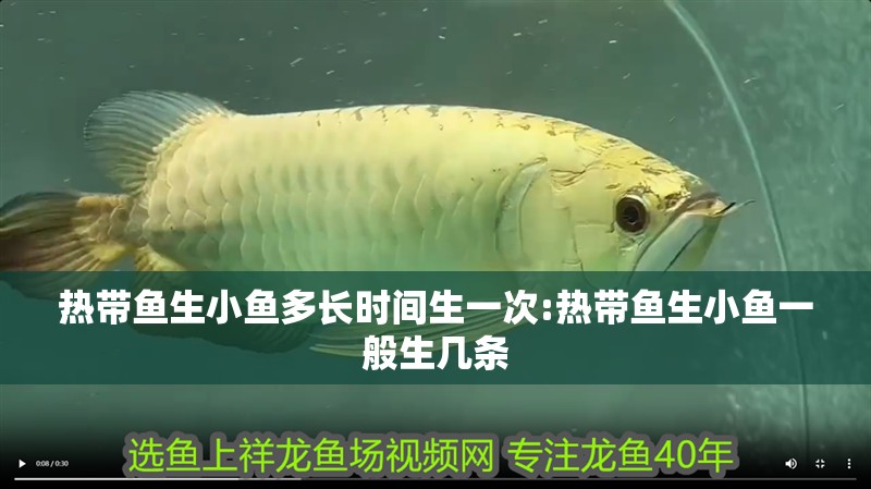 熱帶魚生小魚多長時間生一次:熱帶魚生小魚一般生幾條 熱帶魚生小魚多長時間生一次:熱帶魚生小魚一般生幾條 觀賞魚百科