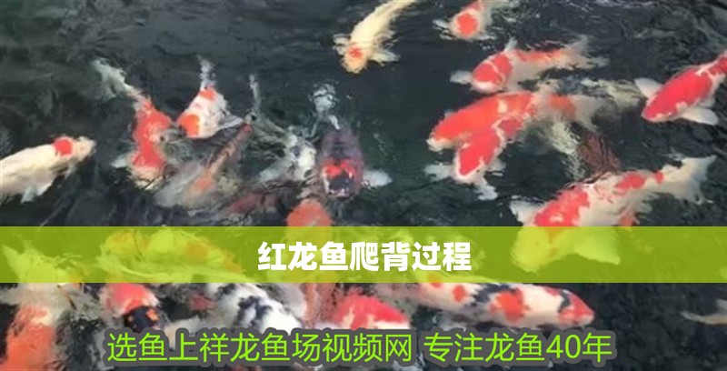 紅龍魚爬背過程