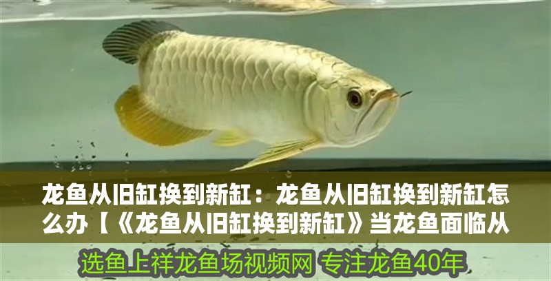 龍魚從舊缸換到新缸：龍魚從舊缸換到新缸怎么辦【《龍魚從舊缸換到新缸》當龍魚面臨從舊缸投喂計劃】