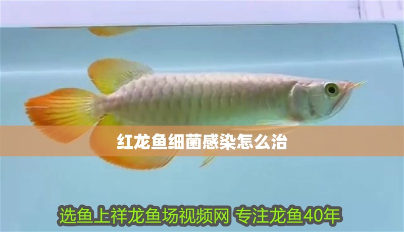 紅龍魚細(xì)菌感染怎么治