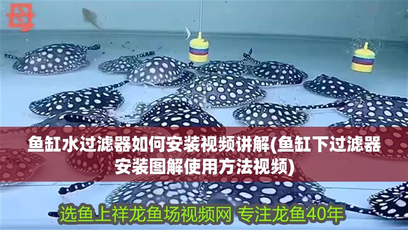 魚缸水過濾器如何安裝視頻講解(魚缸下過濾器安裝圖解使用方法視頻)