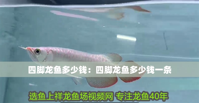 四腳龍魚多少錢：四腳龍魚多少錢一條