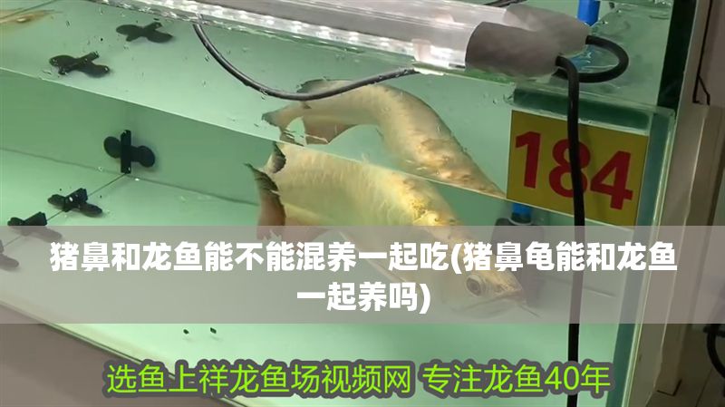 豬鼻和龍魚能不能混養(yǎng)一起吃(豬鼻龜能和龍魚一起養(yǎng)嗎)