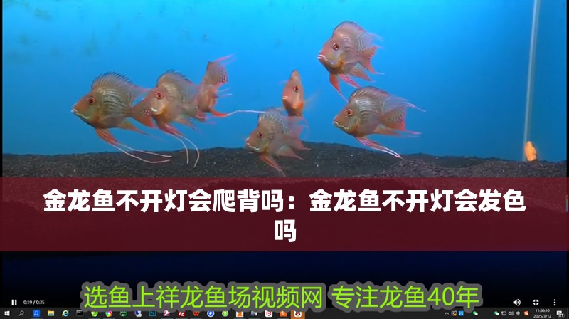 金龍魚不開燈會爬背嗎:金龍魚不開燈會發色嗎 水族問答 金龍魚不開燈會爬背嗎:金龍魚不開燈會發色嗎 金龍魚不開燈會爬背嗎:金龍魚不開燈會發色嗎 水族問答