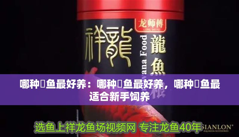 哪種魟魚最好養(yǎng)：哪種魟魚最好養(yǎng)，哪種魟魚最適合新手飼養(yǎng)