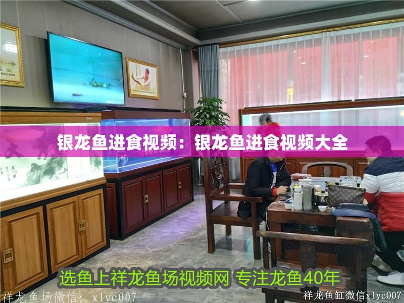 銀龍魚進食視頻：銀龍魚進食視頻大全