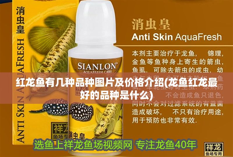 紅龍魚有幾種品種圖片及價格介紹(龍魚紅龍最好的品種是什么)