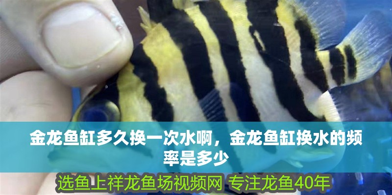 龍魚干蝦有營(yíng)養(yǎng)嗎 金龍魚缸多久換一次水啊,金龍魚缸換水的頻率是多少 魚缸百科 金龍魚缸多久換一次水啊,金龍魚缸換水的頻率是多少 金龍魚缸多久換一次水啊,金龍魚缸換水的頻率是多少 魚缸百科