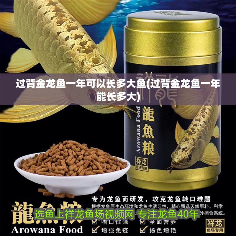 過背金龍魚一年可以長多大魚(過背金龍魚一年能長多大)