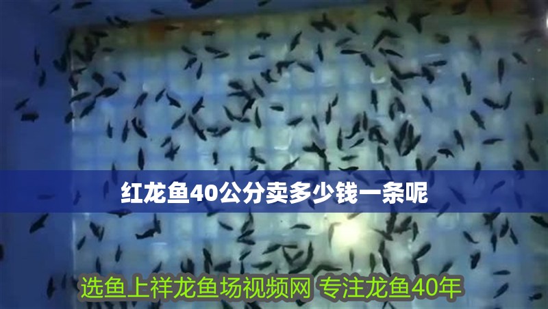紅龍魚40公分賣多少錢一條呢