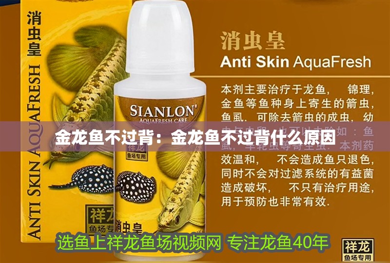 金龍魚不過背：金龍魚不過背什么原因