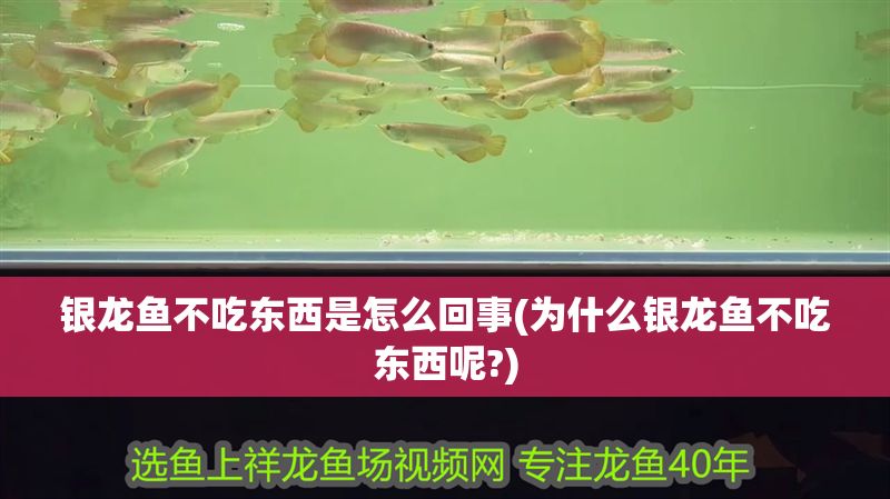 銀龍魚不吃東西是怎么回事(為什么銀龍魚不吃東西呢?)