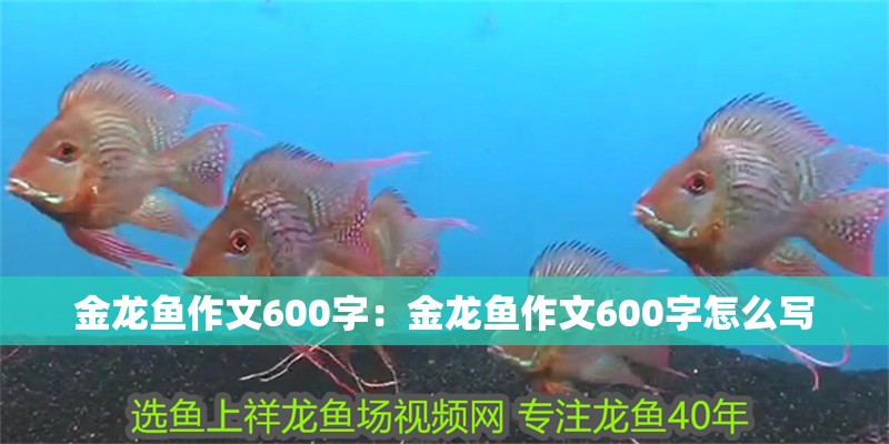 金龍魚作文600字：金龍魚作文600字怎么寫
