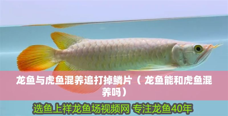 龍魚與虎魚混養追打掉鱗片（ 龍魚能和虎魚混養嗎） 龍魚與虎魚混養追打掉鱗片（ 龍魚能和虎魚混養嗎） 元寶鳳凰魚百科 第1張