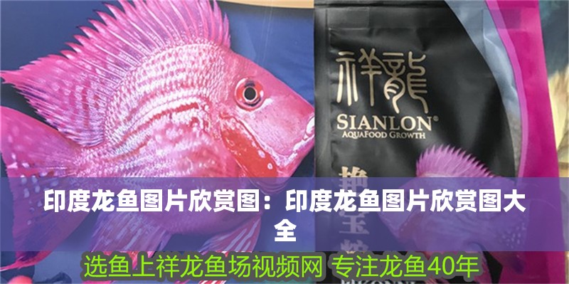 印度龍魚圖片欣賞圖：印度龍魚圖片欣賞圖大全