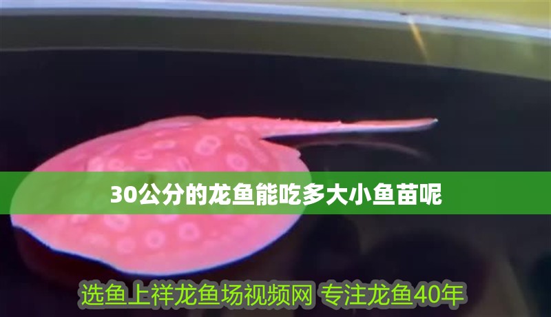 30公分的龍魚能吃多大小魚苗呢