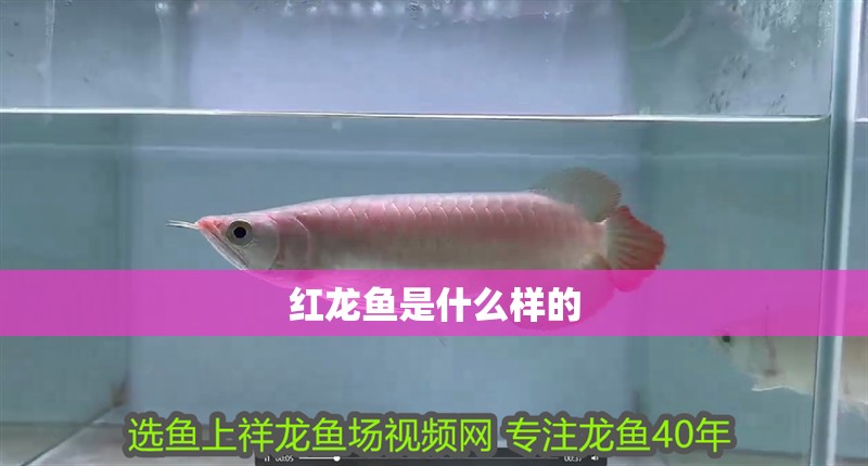 紅龍魚是什么樣的
