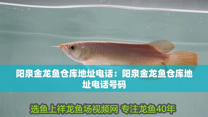 陽泉金龍魚倉庫地址電話：陽泉金龍魚倉庫地址電話號碼 陽泉金龍魚倉庫地址電話：陽泉金龍魚倉庫地址電話號碼 水族問答