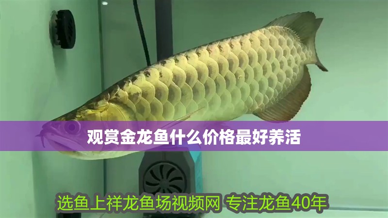 觀賞金龍魚什么價格最好養活