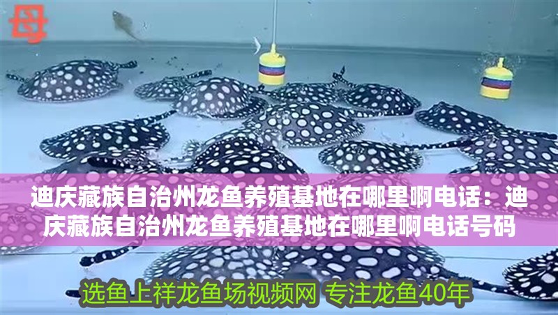迪慶藏族自治州龍魚養(yǎng)殖基地在哪里啊電話：迪慶藏族自治州龍魚養(yǎng)殖基地在哪里啊電話號碼