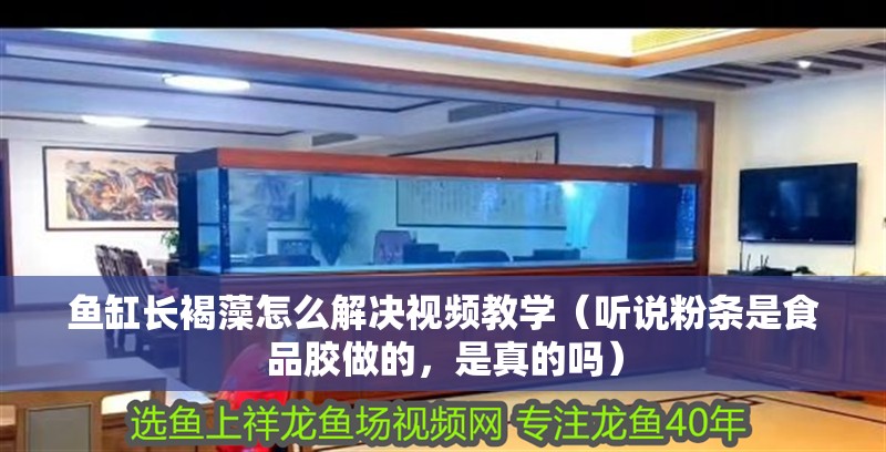 魚缸長褐藻怎么解決視頻教學（聽說粉條是食品膠做的，是真的嗎） 魚缸長褐藻怎么解決視頻教學（聽說粉條是食品膠做的，是真的嗎） 觀賞魚百科