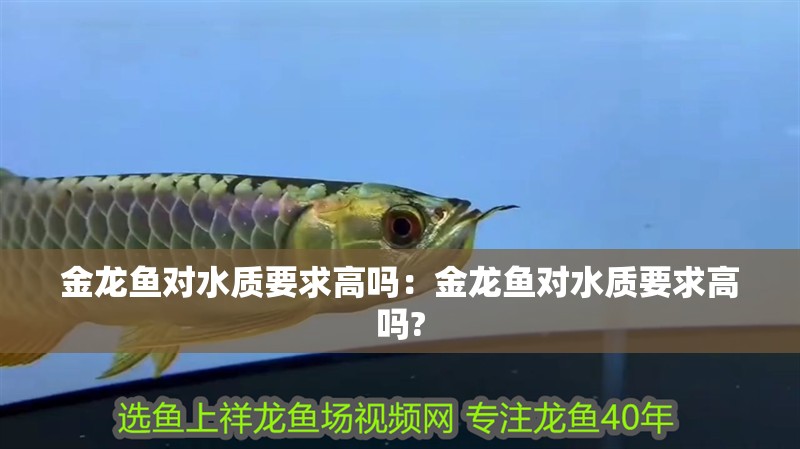 金龍魚對(duì)水質(zhì)要求高嗎：金龍魚對(duì)水質(zhì)要求高嗎?