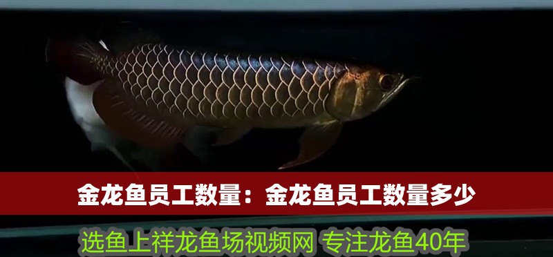 金龍魚員工數量:金龍魚員工數量多少 水族問答 金龍魚員工數量:金龍魚員工數量多少 金龍魚員工數量:金龍魚員工數量多少 水族問答