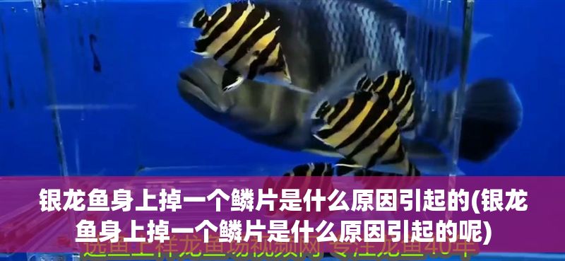 銀龍魚身上掉一個鱗片是什么原因引起的(銀龍魚身上掉一個鱗片是什么原因引起的呢)