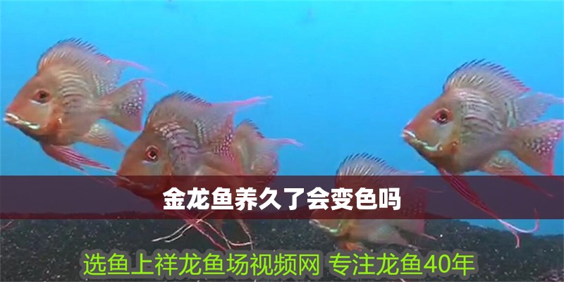 金龍魚養(yǎng)久了會(huì)變色嗎