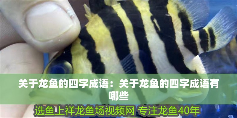 關于龍魚的四字成語：關于龍魚的四字成語有哪些