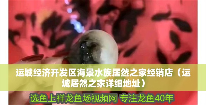 運城經(jīng)濟開發(fā)區(qū)海景水族居然之家經(jīng)銷店（運城居然之家詳細地址） 運城經(jīng)濟開發(fā)區(qū)海景水族居然之家經(jīng)銷店（運城居然之家詳細地址） 全國水族館企業(yè)名錄 第2張