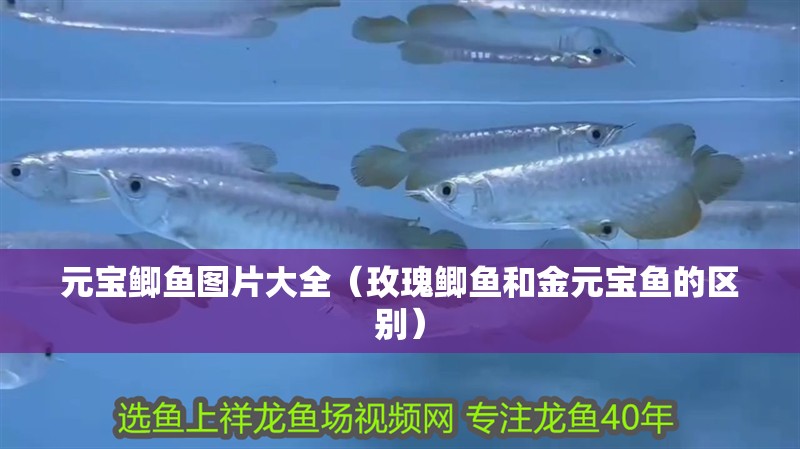 元寶鯽魚圖片大全（玫瑰鯽魚和金元寶魚的區別） 元寶鯽魚圖片大全（玫瑰鯽魚和金元寶魚的區別） 觀賞魚百科