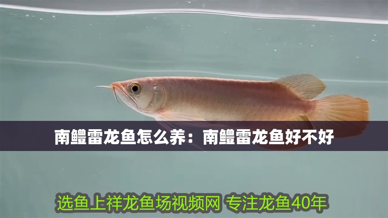南鱧雷龍魚怎么養：南鱧雷龍魚好不好