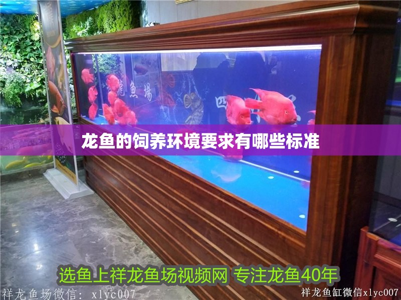 龍魚(yú)的飼養(yǎng)環(huán)境要求有哪些標(biāo)準(zhǔn)