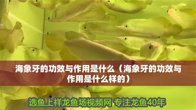 海象牙的功效與作用是什么（海象牙的功效與作用是什么樣的）
