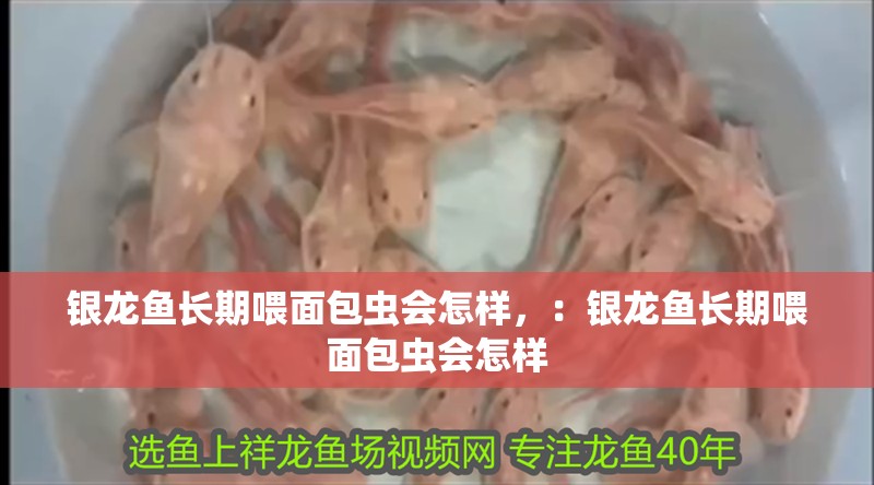 銀龍魚長期喂面包蟲會怎樣，：銀龍魚長期喂面包蟲會怎樣