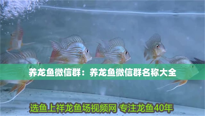 養龍魚微信群：養龍魚微信群名稱大全