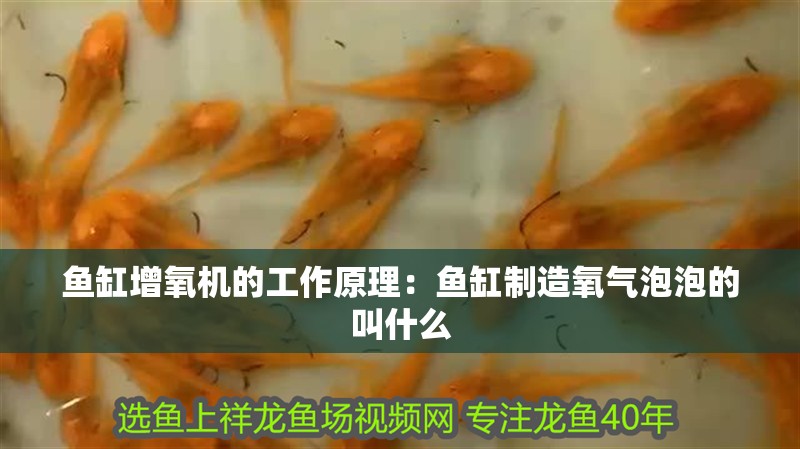 魚缸增氧機(jī)的工作原理：魚缸制造氧氣泡泡的叫什么