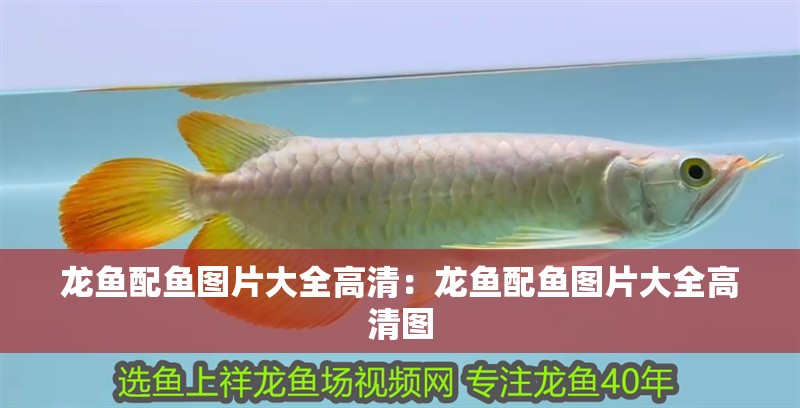 龍魚配魚圖片大全高清：龍魚配魚圖片大全高清圖