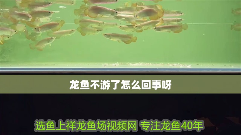 龍魚不游了怎么回事呀